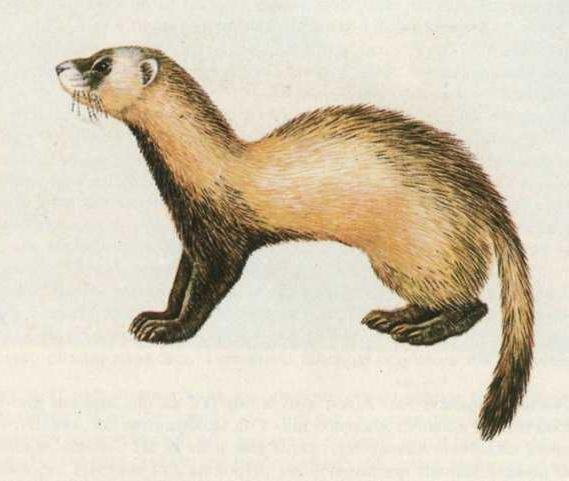 Амурский Степной хорь