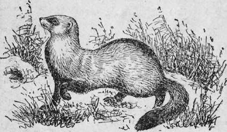 Степной хорь рисунок