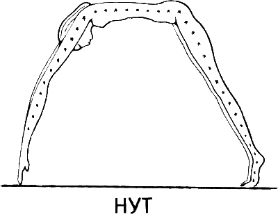 Богиня неба нут корова