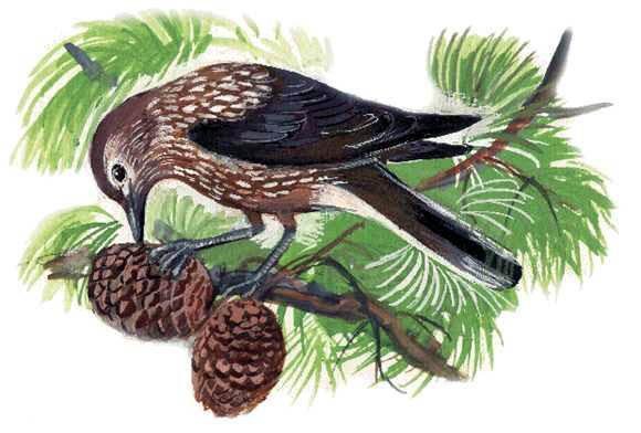 Кедровка птица