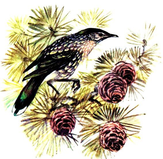 Кедровка Снегирёв