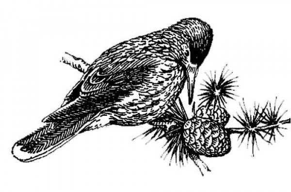 Рисование Кедровки птицы