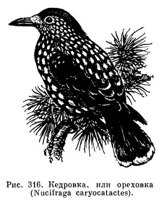 Кедровка раскраска для детей