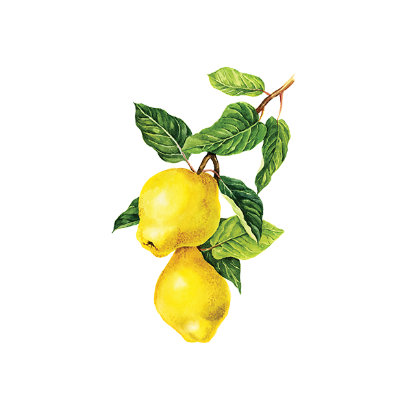 Айва без фона