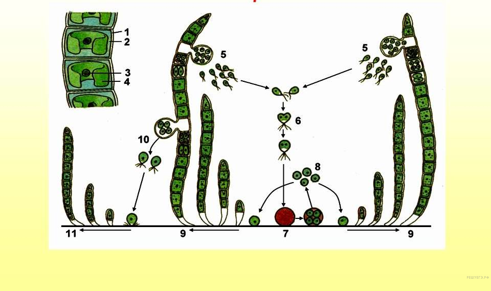 Значение размножения водорослей. Жизненный цикл улотрикса. Схема размножения улотрикса. Улотрикс водоросль строение. Размножение водорослей улотрикс.
