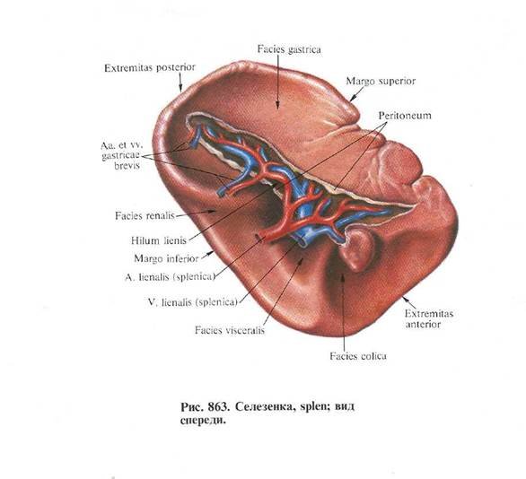 Поджелудочная железа и желудок анатомия