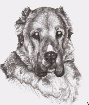 Алабай карандашом