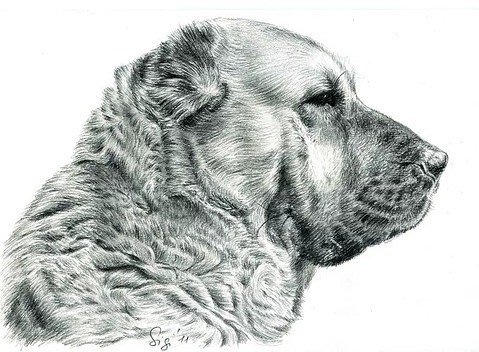 Рисунок собаки породы алабай