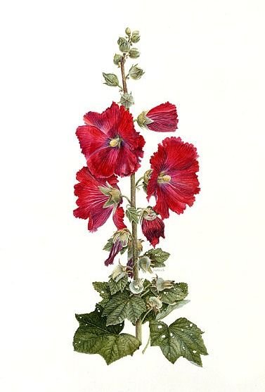 Мальва Ботаническая иллюстрация