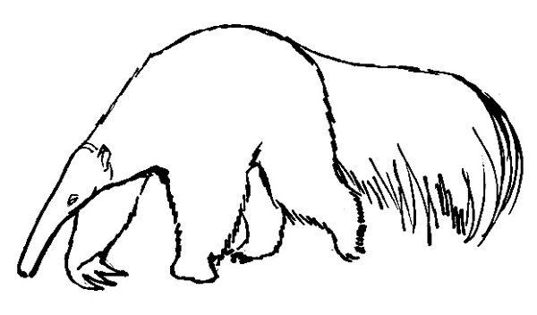 Муравьед рисунок для детей