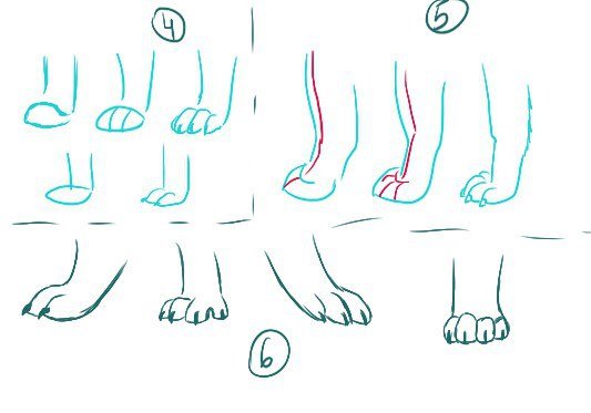 Лапка контур