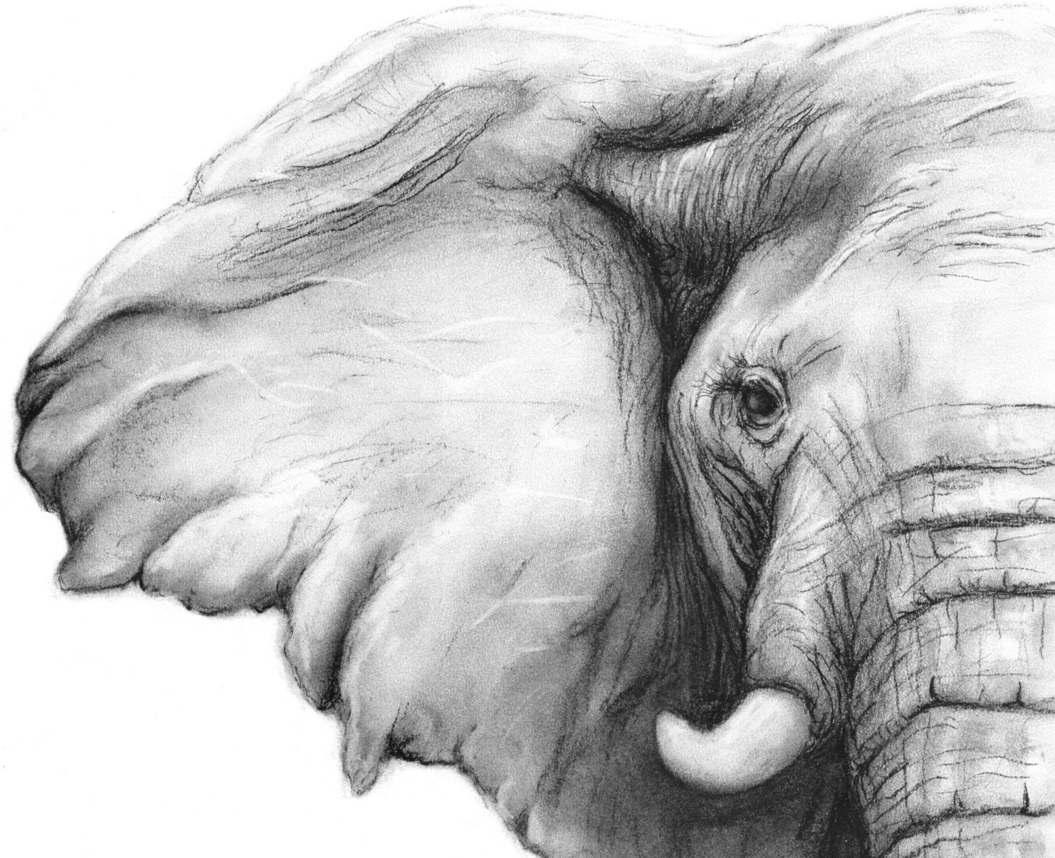Морда слона в профиль