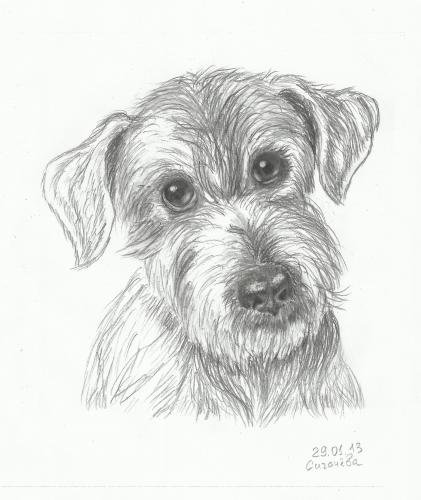 Зарисовать шерсть собаки