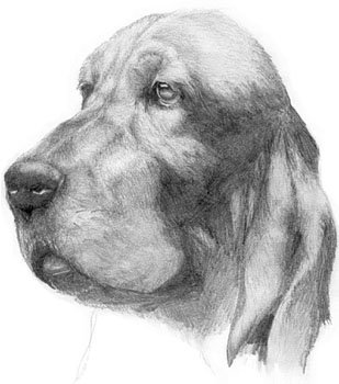 Шерсть собаки рисовать