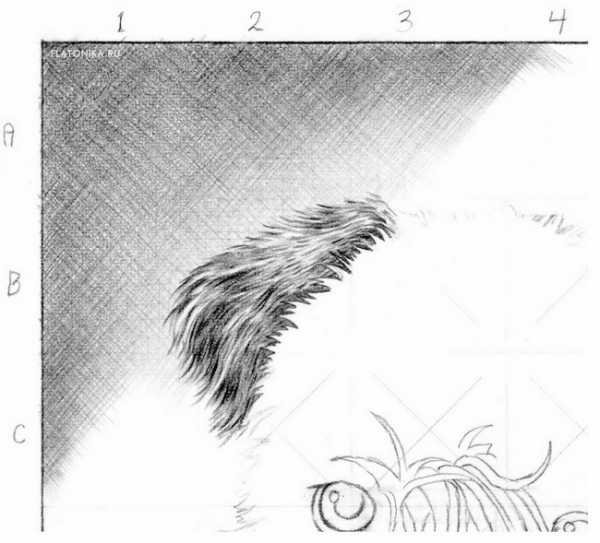 Зарисовки шерсти животных