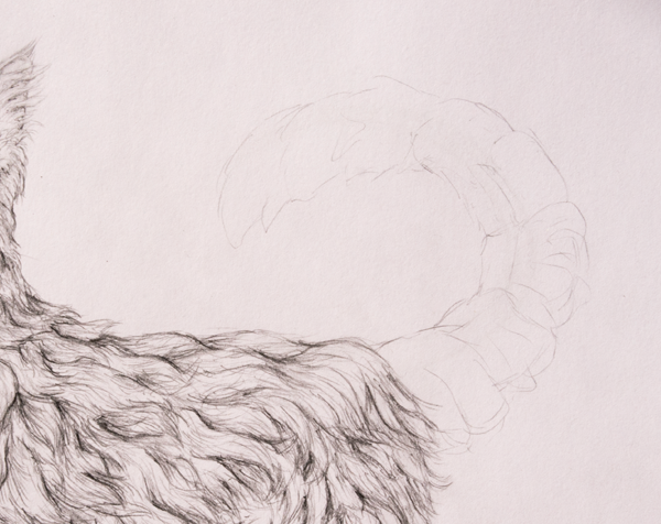 Шерсть собаки рисунок (48 фото)