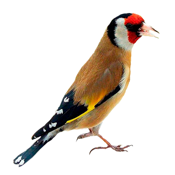 Щегол для детей