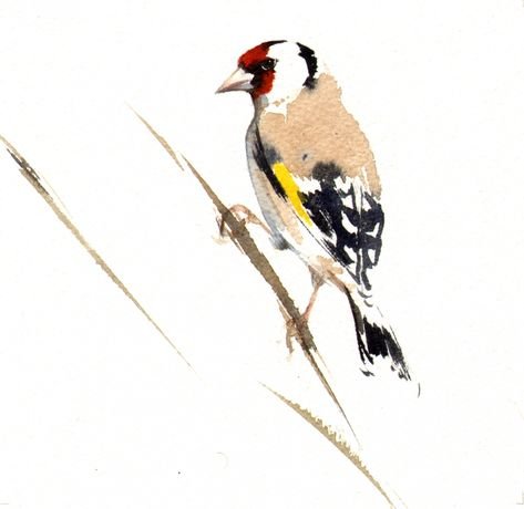Черноголовый щегол акварель
