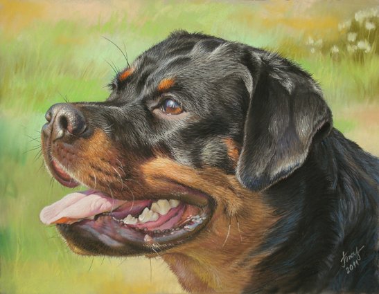 Рисовать ротвейлера