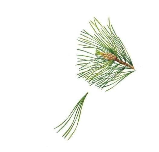 Сосна раскраска