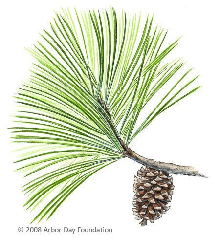 Расположение хвоинок на ветке лиственницы