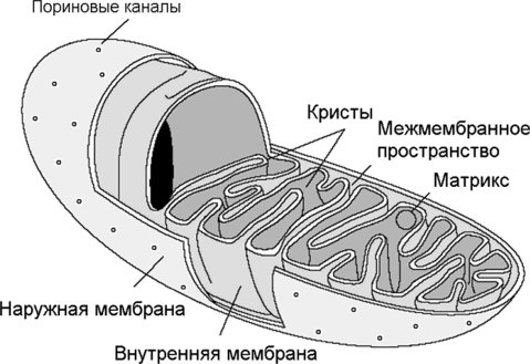 Схема строения митохондрии