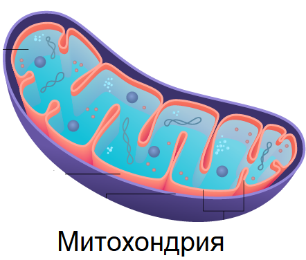 Митохондрии 9 класс биология