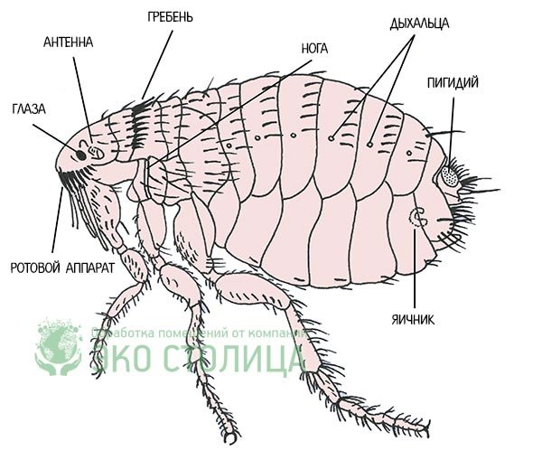Блоха человеческая самка строение