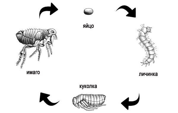 Человеческая блоха самка и самец строение