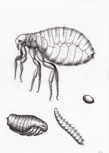 Блоха карандашом