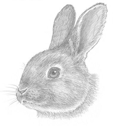 Мордочка зайца карандашом