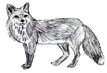 Лиса штрихами