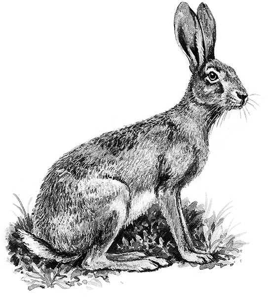 Заяц Беляк толай и Русак