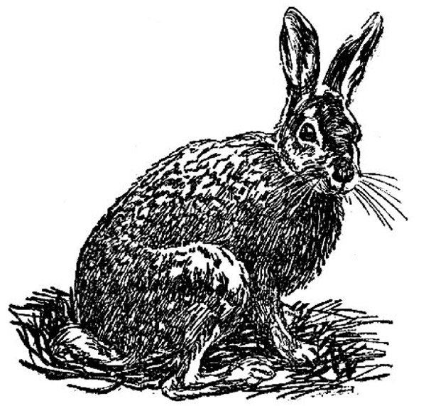 СССР заяц Русак марка