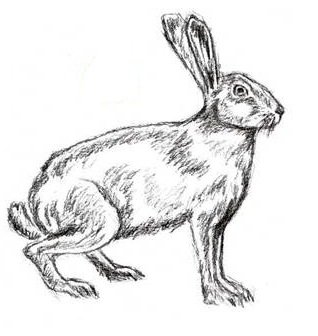 Заяц вид сбоку