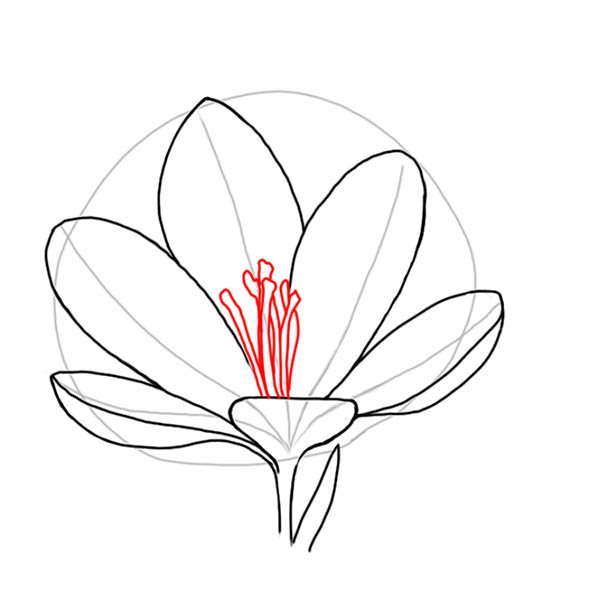 Крокус рисунок