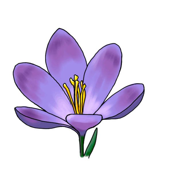 Цветы рисунок