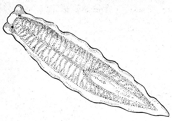 Ресничные черви строение