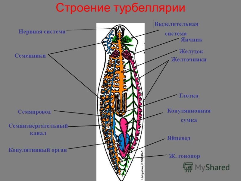 Внутреннее строение плоских. Строение реснитчатого червя. Схема строения плоских червей. Схема внутреннего строения плоских червей. Строение реснитчатых червей.