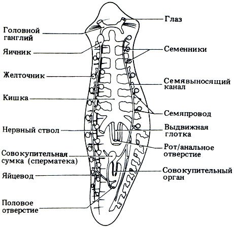 Молочная планария пищеварительная система