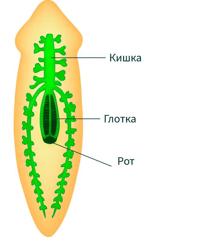 Система ресничных червей. Молочная планария пищеварительная система. Плоские черви пищеварительная система планарии. Пищеварительная система червя планария. Планария строение пищеварительной системы.