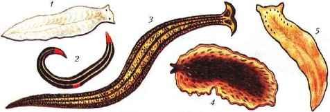 Ресничные черви рисунок (48 фото)