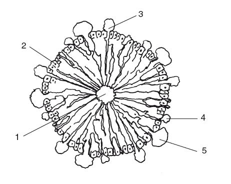 Центральная Вена печеночной дольки