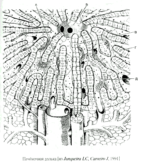 Структурно-функциональная единица печени рисунок