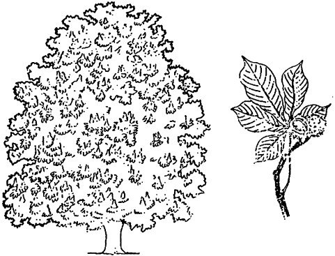 Каштан раскраска