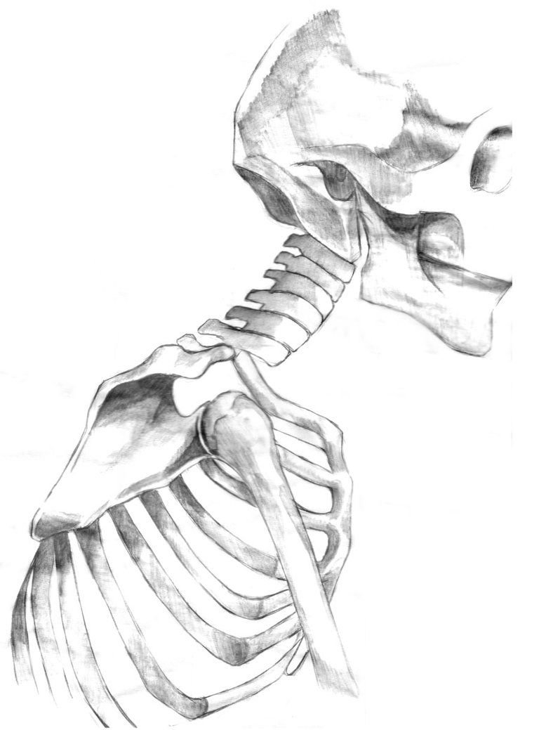 Анатомические зарисовки костей