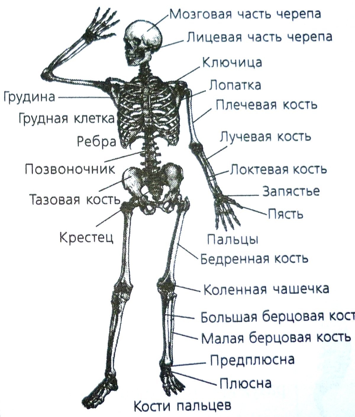 Кости туловища человека анатомия