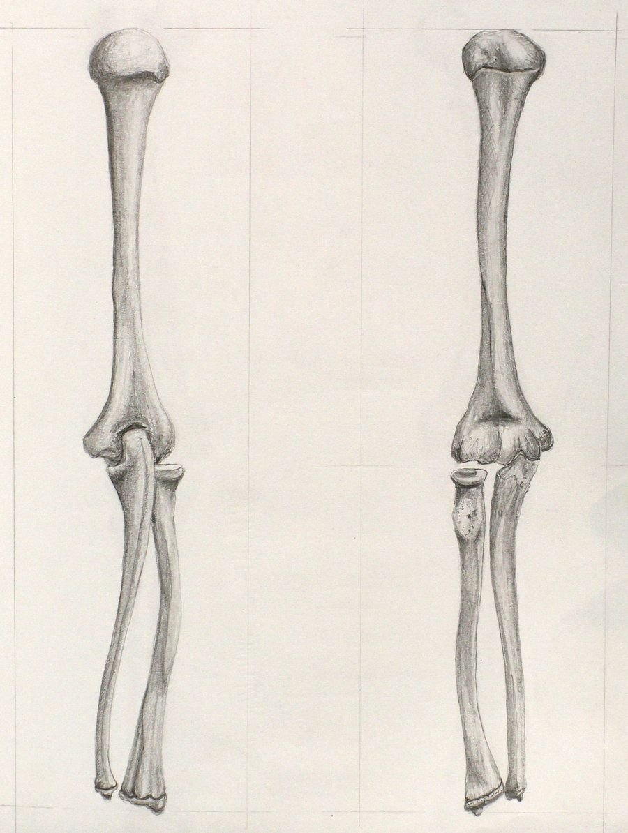 Рисование костей