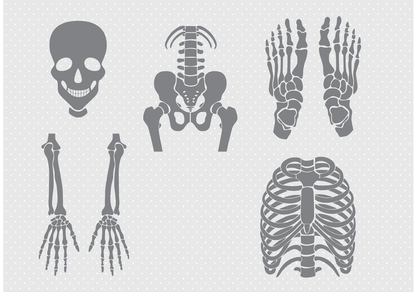 Кости человека вектор