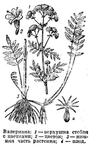Valeriana officinalis рисунок